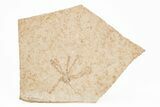 Floating Crinoid (Saccocoma) Fossil - Solnhofen Limestone #216498-1